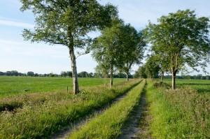 Van Wijnen_Diepstroeten_08